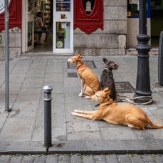 Gatufoto, Madrid, Street photo Di besta-42